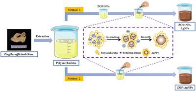Structural Characterization, Antioxidant and Antibacterial Activities of a Novel Polysaccharide From Zingiber officinale and Its Application in Synthesis of Silver Nanoparticles